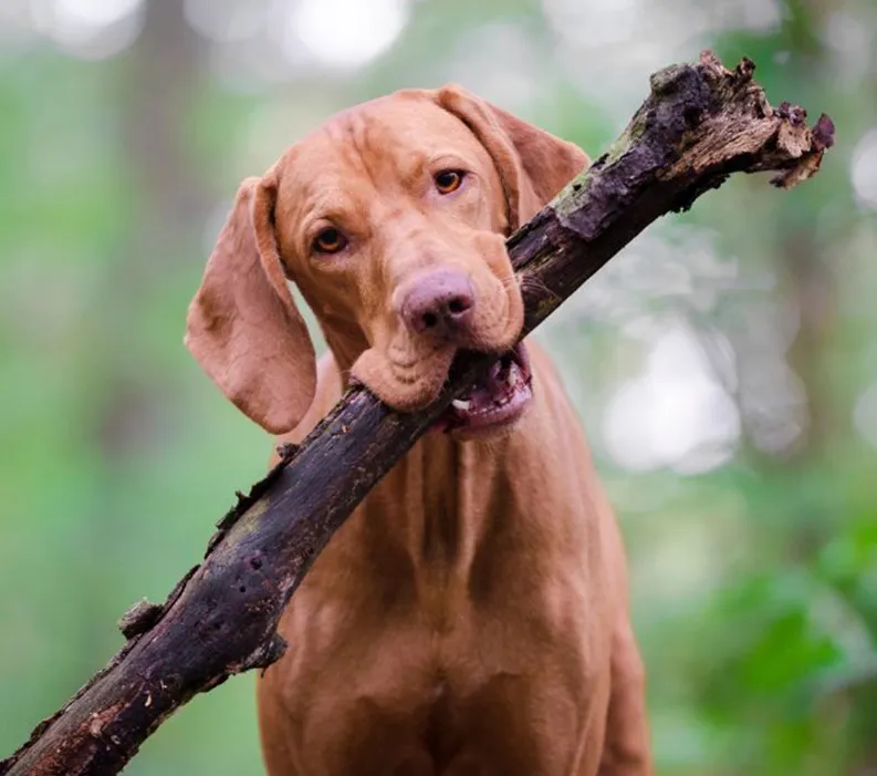 A Backstage Pass to Freezing Semen &amp; Postmortem Sperm Rescue