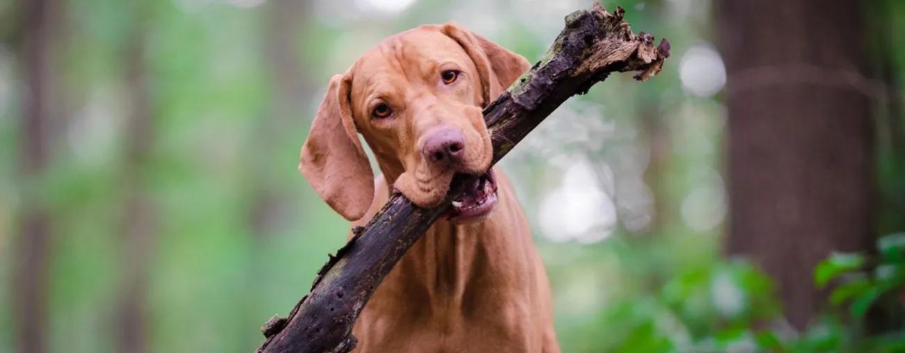 A Backstage Pass to Freezing Semen &amp; Postmortem Sperm Rescue