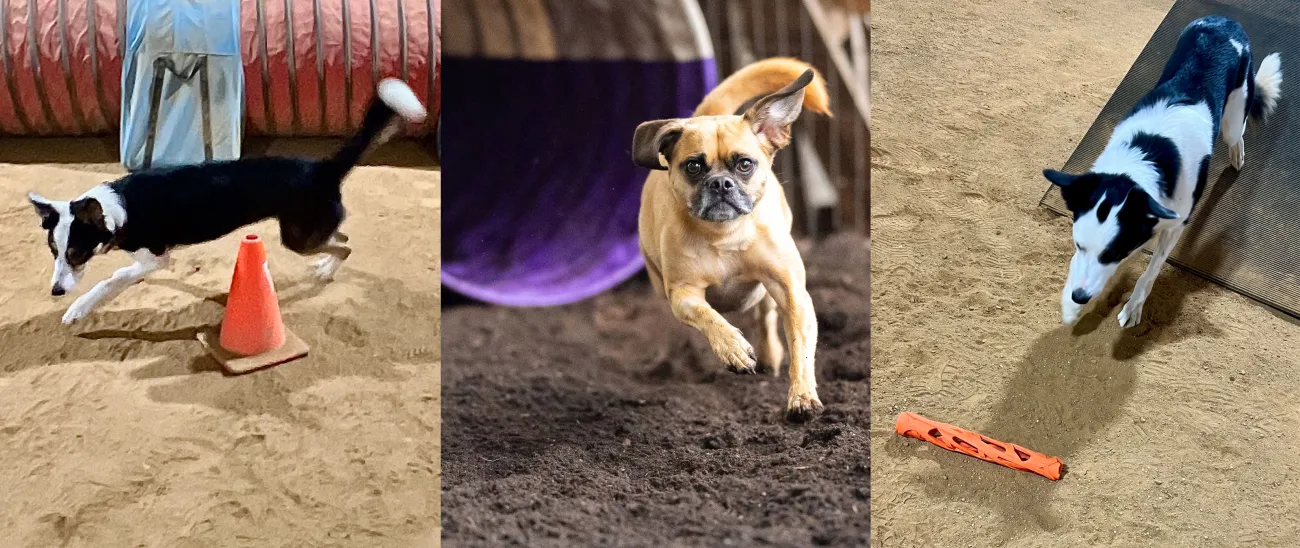 Practicing Positivity Boosts Agility Dog Training
