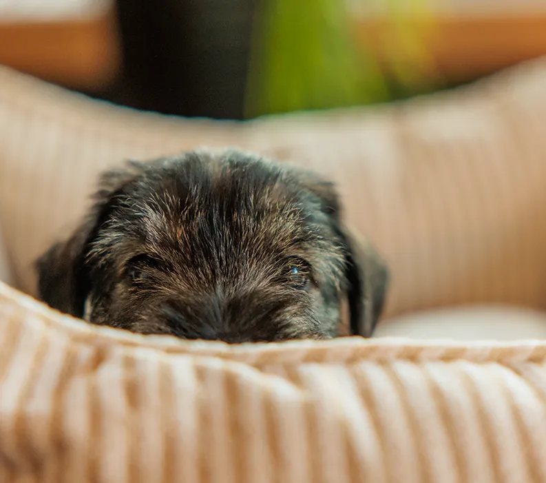 Good Dog Webinar: Breeders Roundtable Q&amp;A