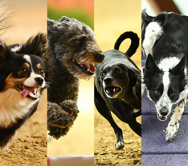 Team USA Comes Together to Win Big at 2025 IFCS World Agility Championship 