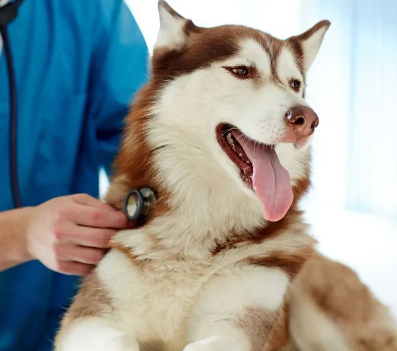 Canine Health Information Center &amp; the Ins &amp; Outs of the Orthopedic Foundation for Animals