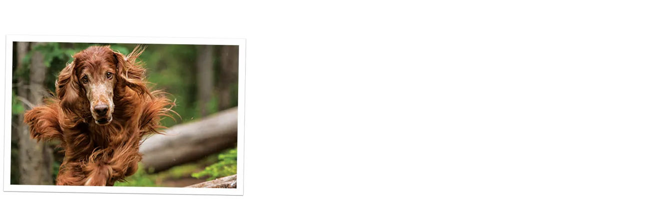 A dog running through a forest.