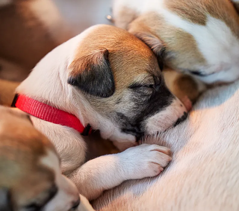 Puppies suckling on mother.