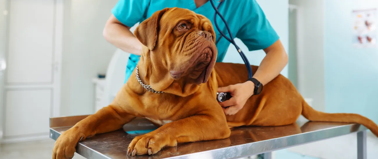 A veterinarian listening to the lungs of a large breed dog.