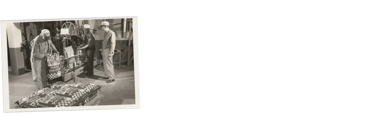 Purina Dog Chow bags being loaded off the factory belt.