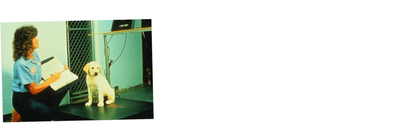 Human weighing Labrador Retriever puppy during Purina’s lean-fed life span study.