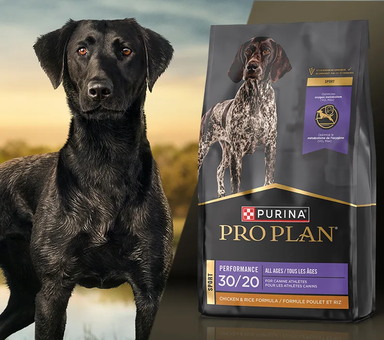  Black Labrador Retriever next to Pro Plan Sport Performance 30/20 dry dog food package.