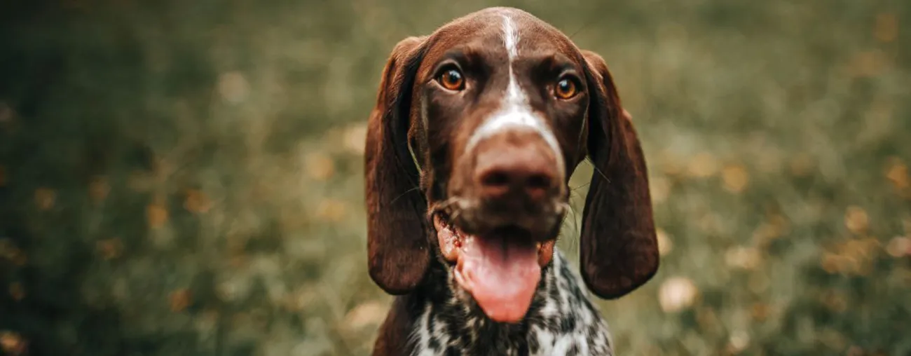 Canine Transcervical Insemination (TCI) Retrospective Study Reveals Breeding Insights