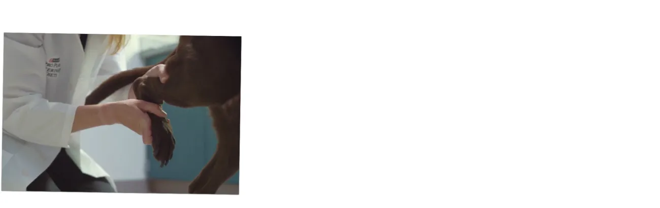 A veterinarian manipulating a dog’s hind leg joint. 