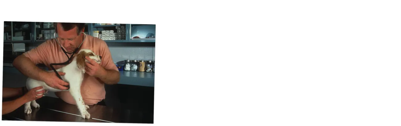 A veterinarian listening to a dog’s heartbeat.