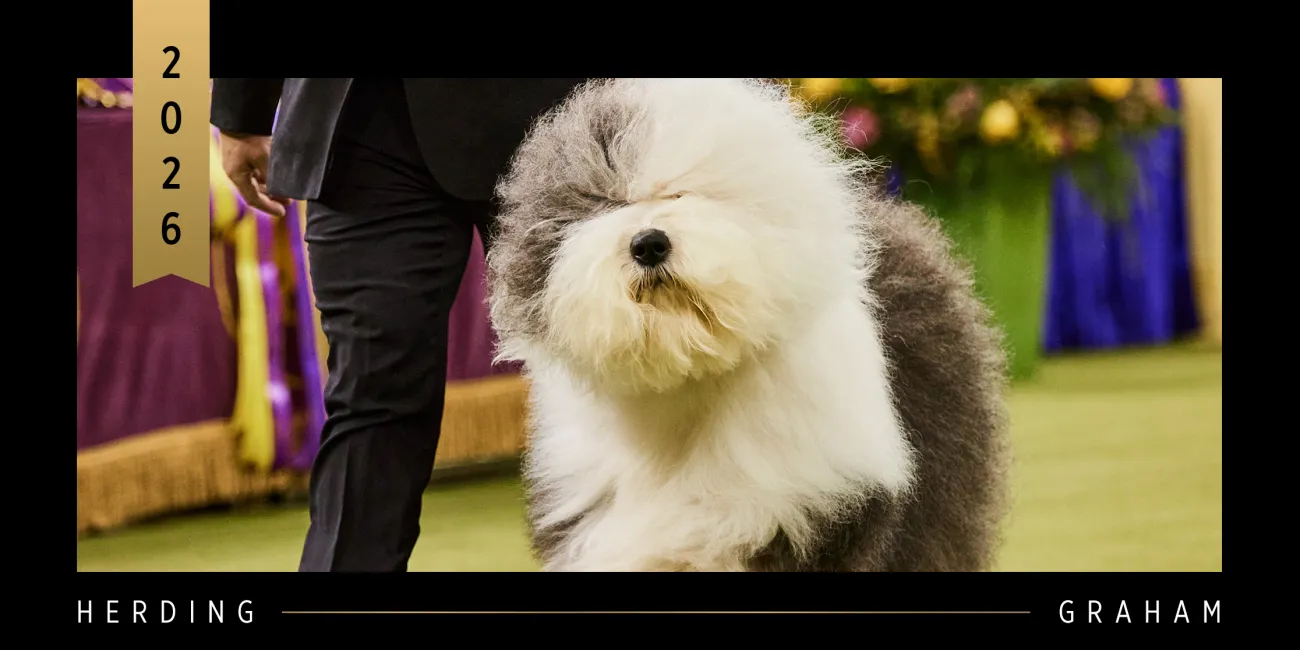 2026 WKC Herding Group Winner, Old English Sheepdog, Graham.