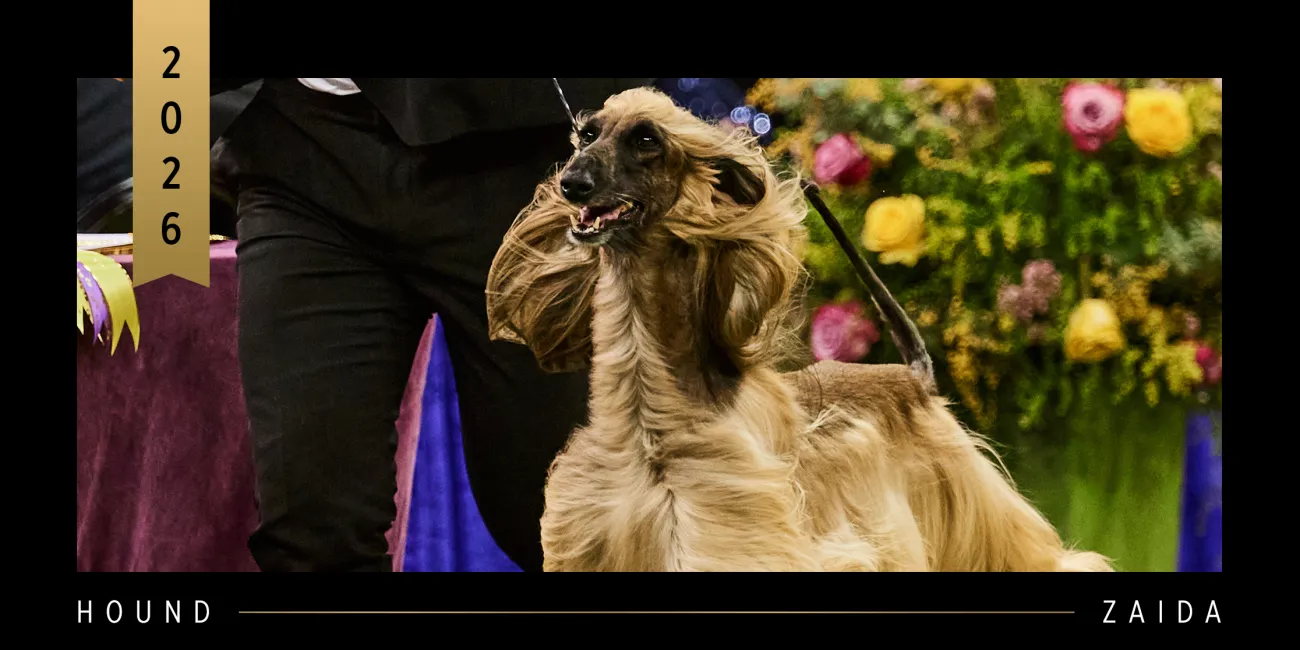 2026 WKC Hound Group Winner, Afghan Hound, Zaida.