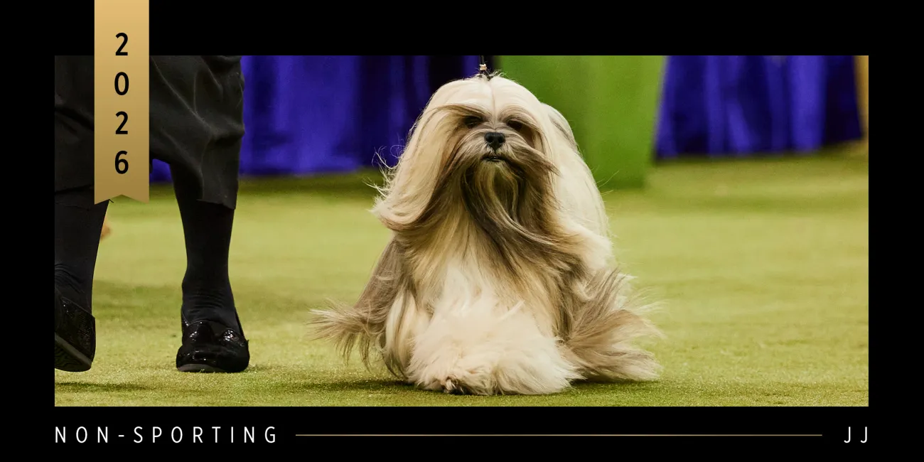 2026 WKC Non-Sporting Group Winner, Lhasa Apso, JJ.