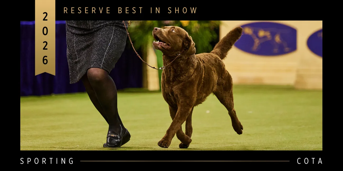 2026 WKC Reserve Best In Show and Sporting Group Winner, Chesapeake Bay Retriever, Cota.