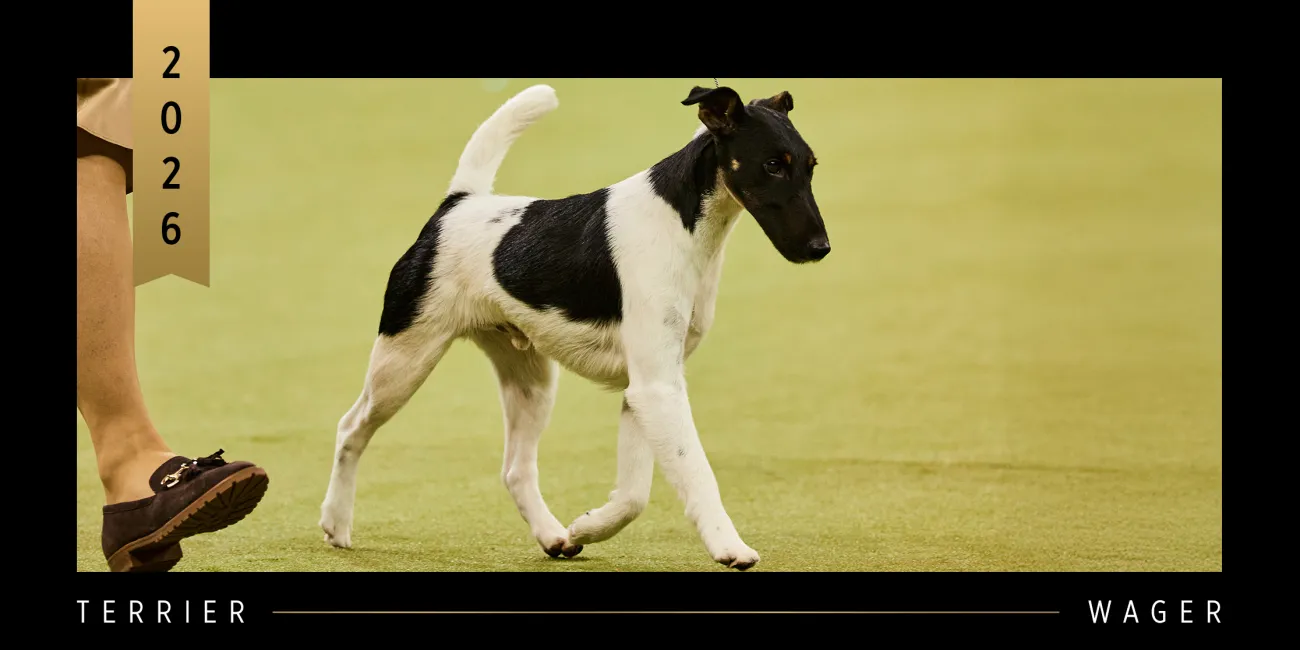 2026 WKC Terrier Group Winner, Smooth Fox Terrier, Wager.