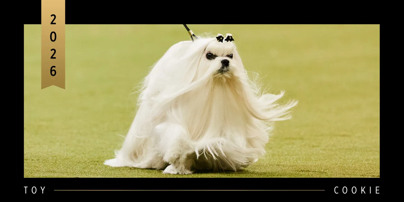 2026 WKC Toy Group Winner, Maltese, Cookie.