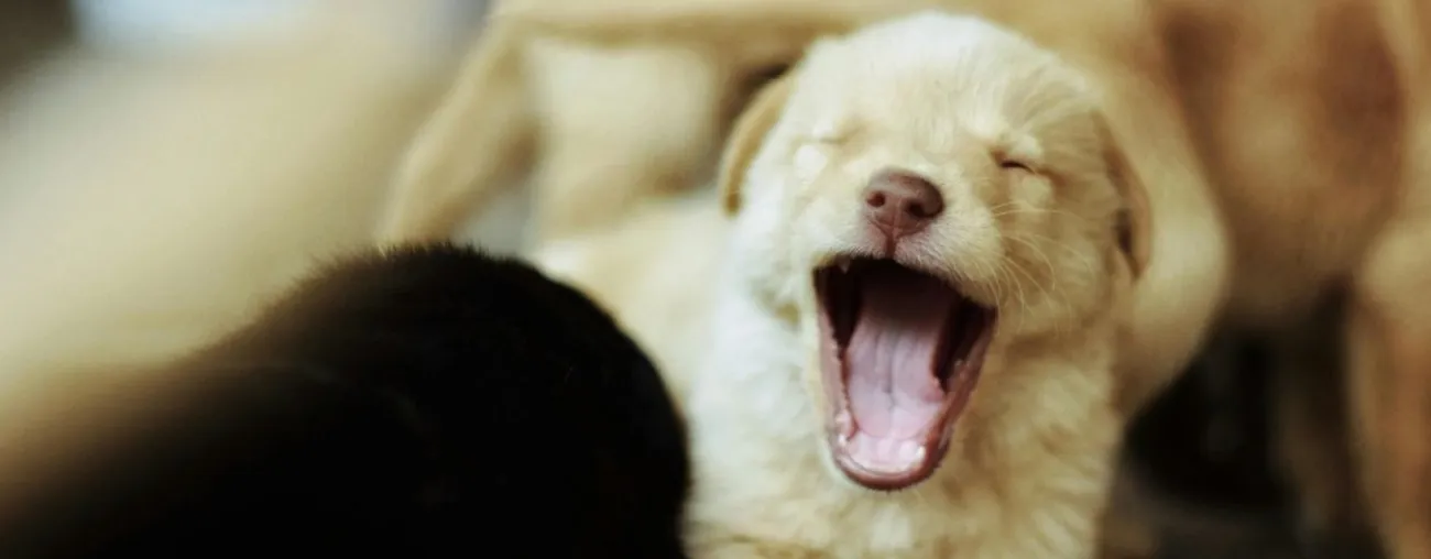 Best Practices for the Welfare of Breeding Animals