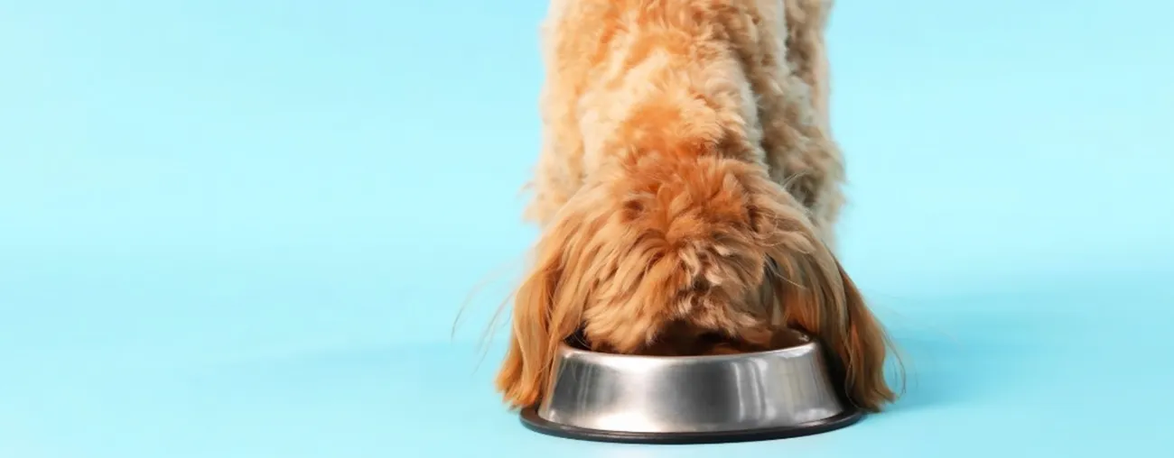 Pro Plan AdvantEDGE: Learn About Life-Changing Nutrition