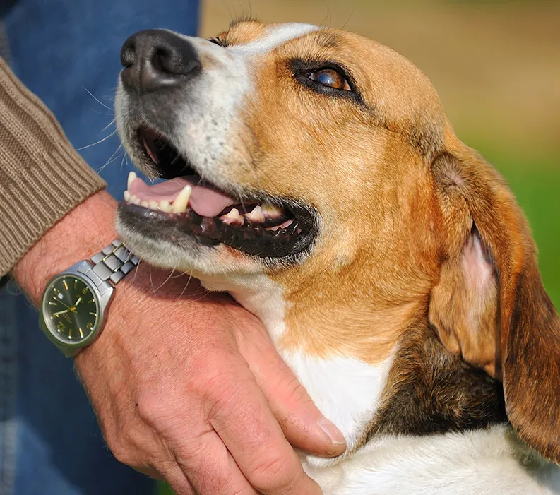 Signs and Symptoms of Infertility in Stud Dogs.