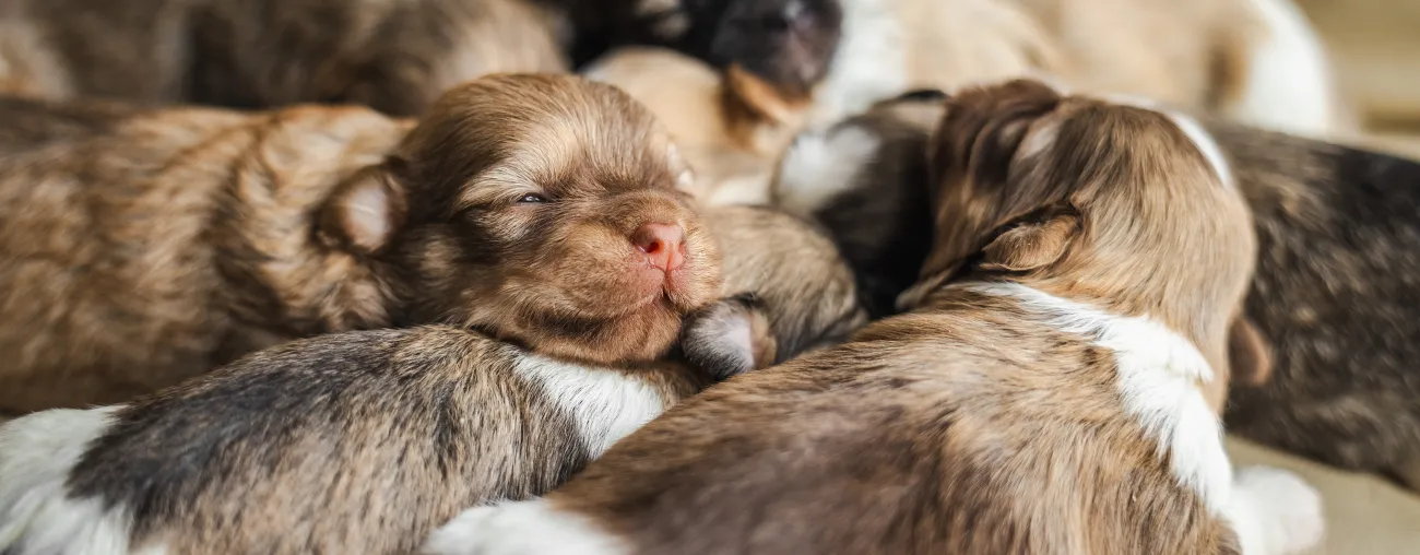 Reducing Puppy Mortality With Preventative Neonatal Care.
