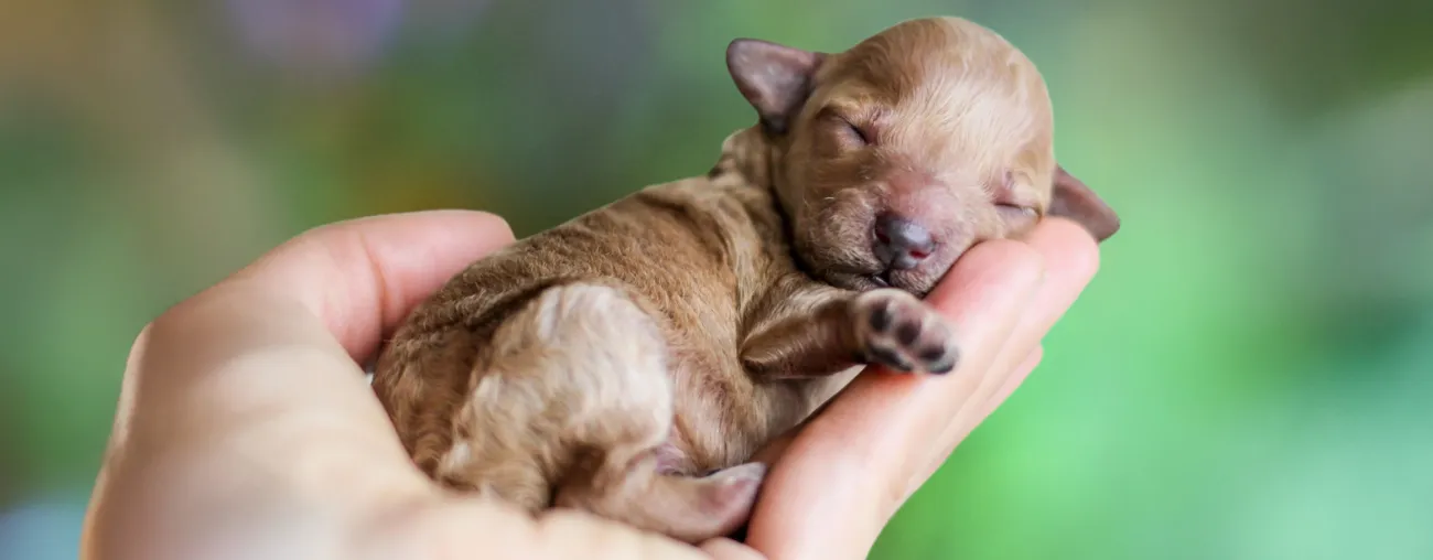 Tips on Hands-On Whelping &amp; Raising Puppies.