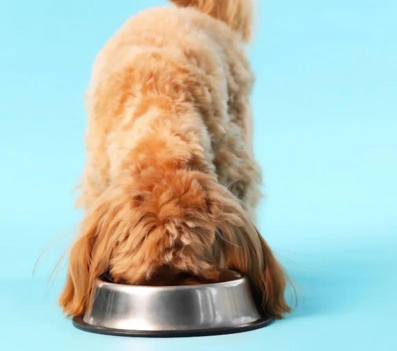 Pro Plan AdvantEDGE: Learn About Life-Changing Nutrition