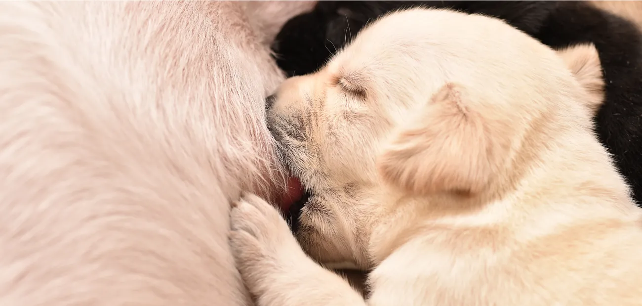 A puppy suckling milk from its mother.