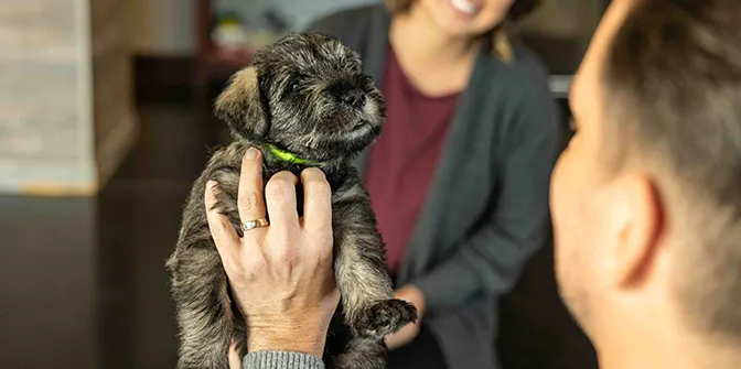 A woman passing a puppy to a man.