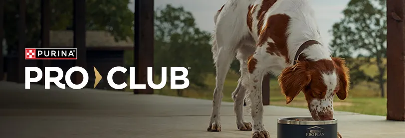 Dog drinking water from a bowl