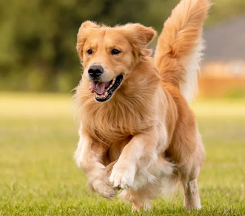Genotype &amp; Phenotype Genetic Testing for Dog Breeders.