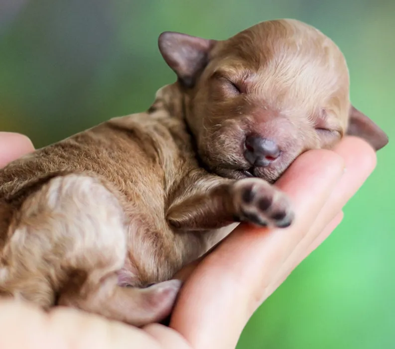 Tips on Hands-On Whelping &amp; Raising Puppies.