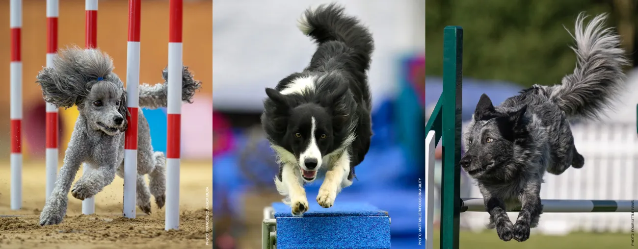 Tips for Traveling with Agility Dogs: Rest, Recovery and International Competition.