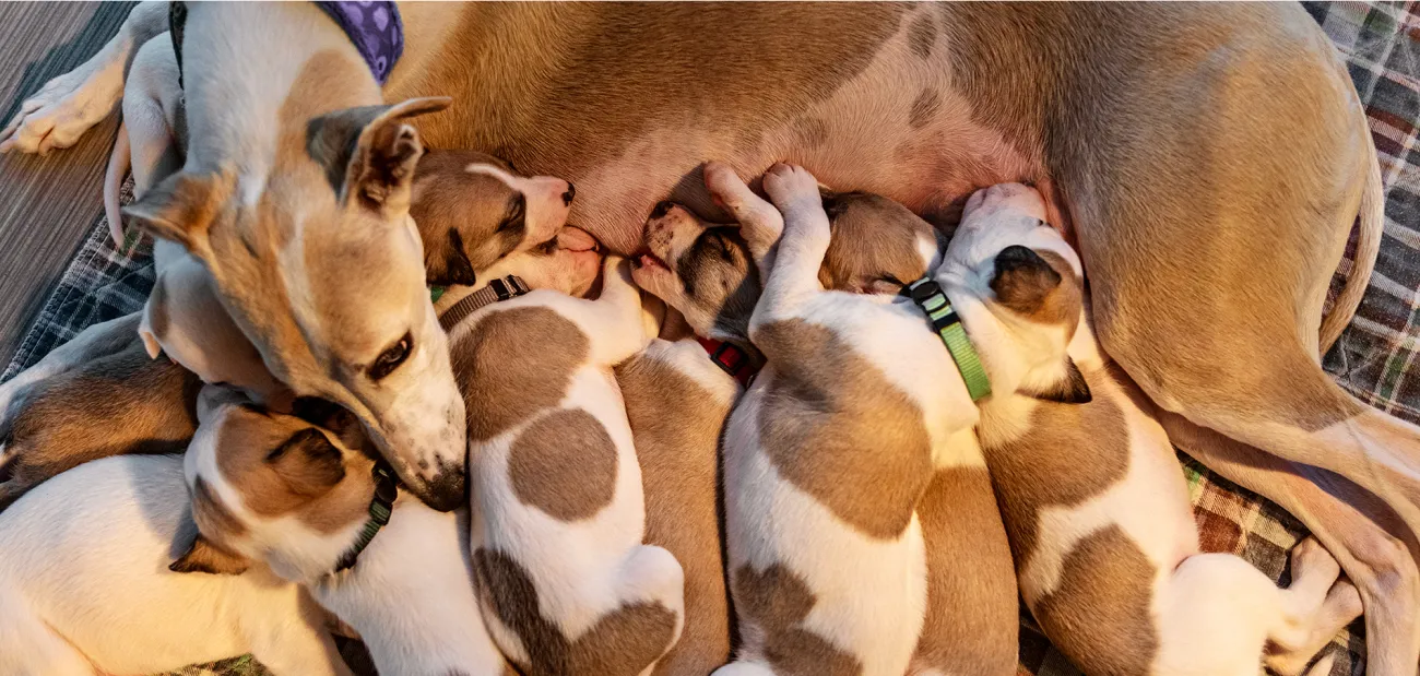 A litter of nursing puppies.