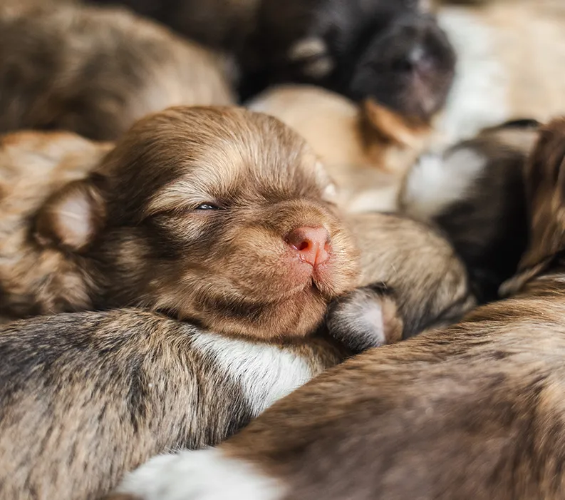 Reducing Puppy Mortality with Preventative Neonatal Care.