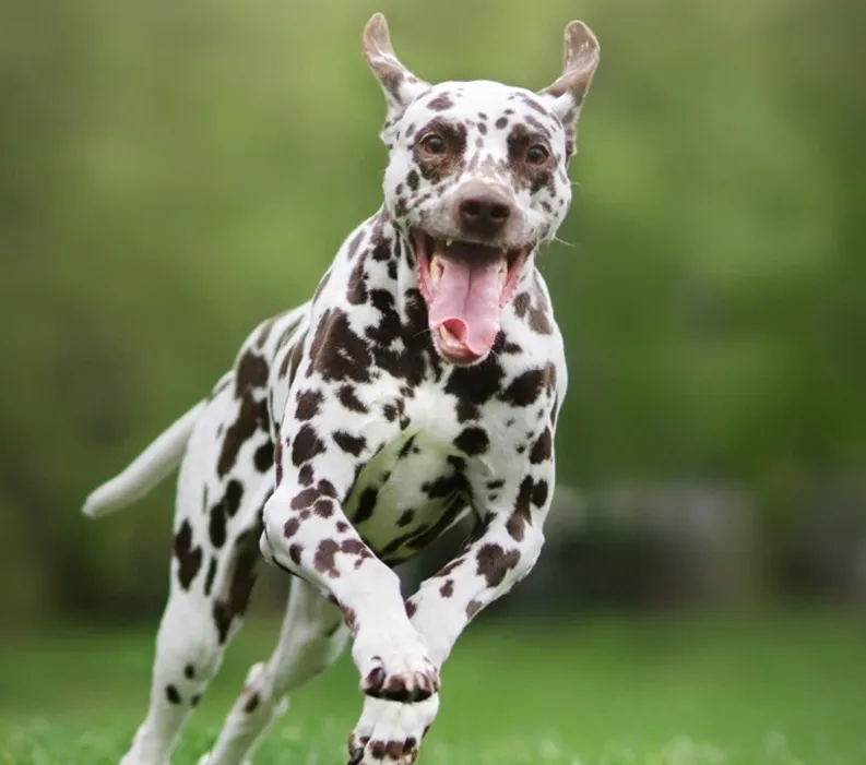 Good Dog Breeder Webinar, Part 1: Coefficient of Inbreeding by Dr. Adam Boyko.