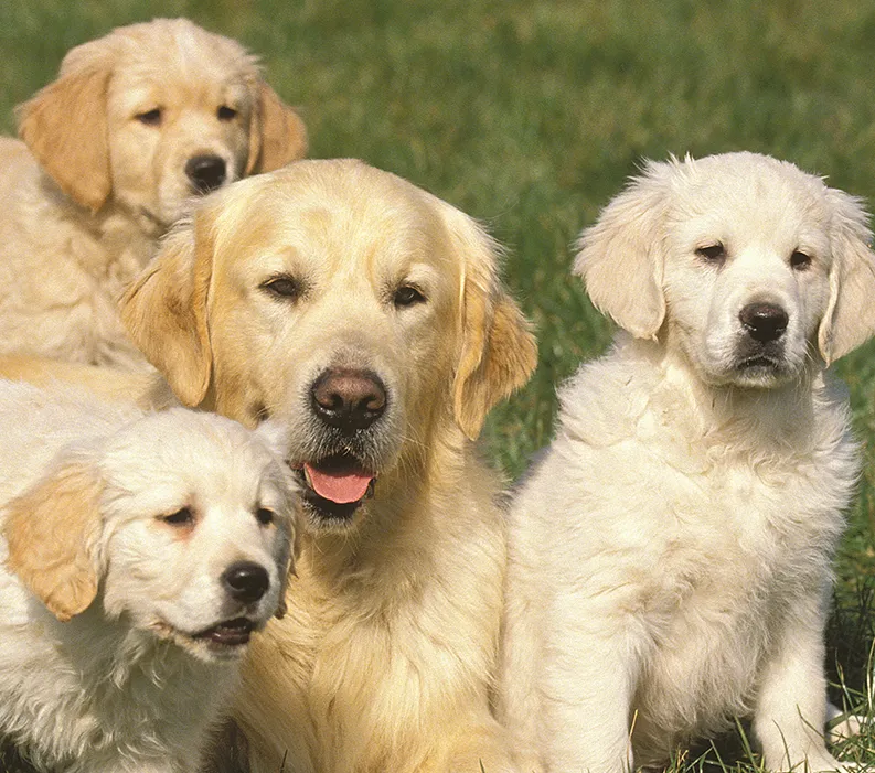 Good Dog Breeder Webinar: Using Screening Health Tests &amp; Conformation Traits That Impact Your Breeding Program.