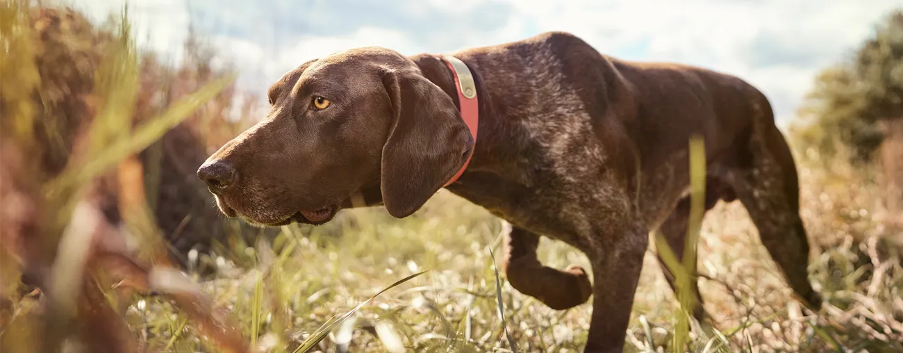 Expert do’s and don’ts for the health and safety of sporting dogs.