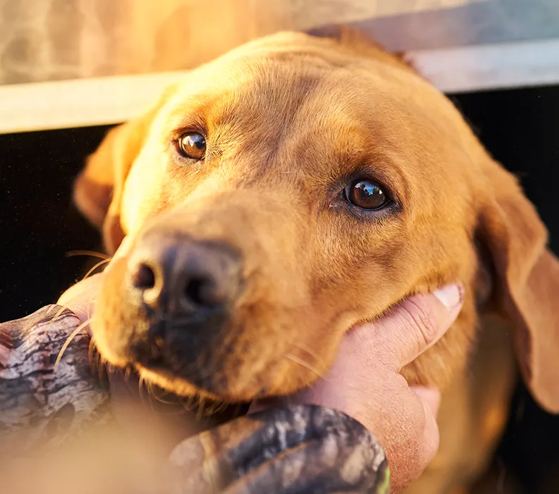 Signs, causes, and how to manage sporting dog stress.