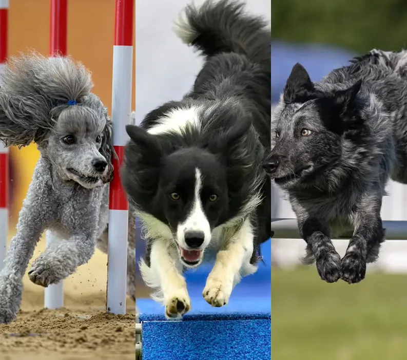tips-for-traveling-with-dogs-international-agility-competitions