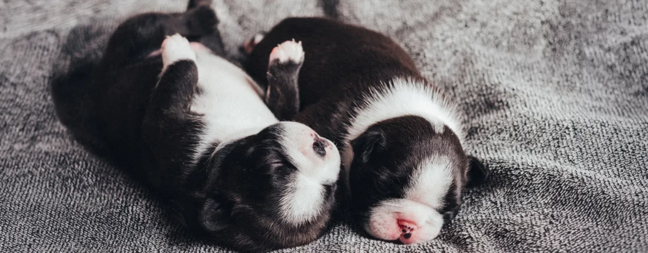 A Breeder's Guide to Apgar Score for Puppies. 