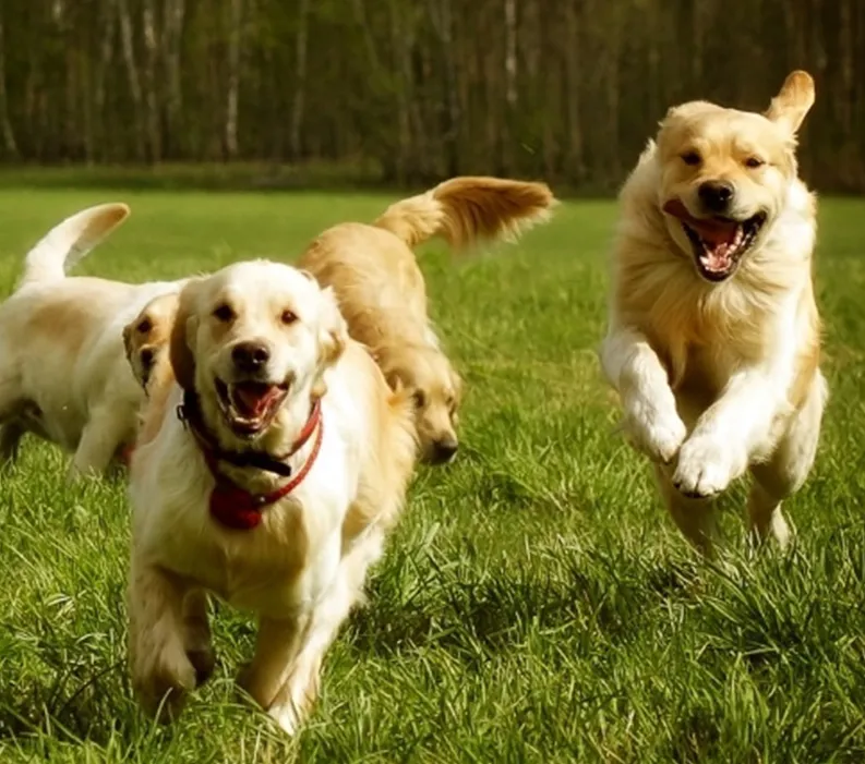Good Dog Breeder Webinar, Genetic Diversity in Dog Breeding