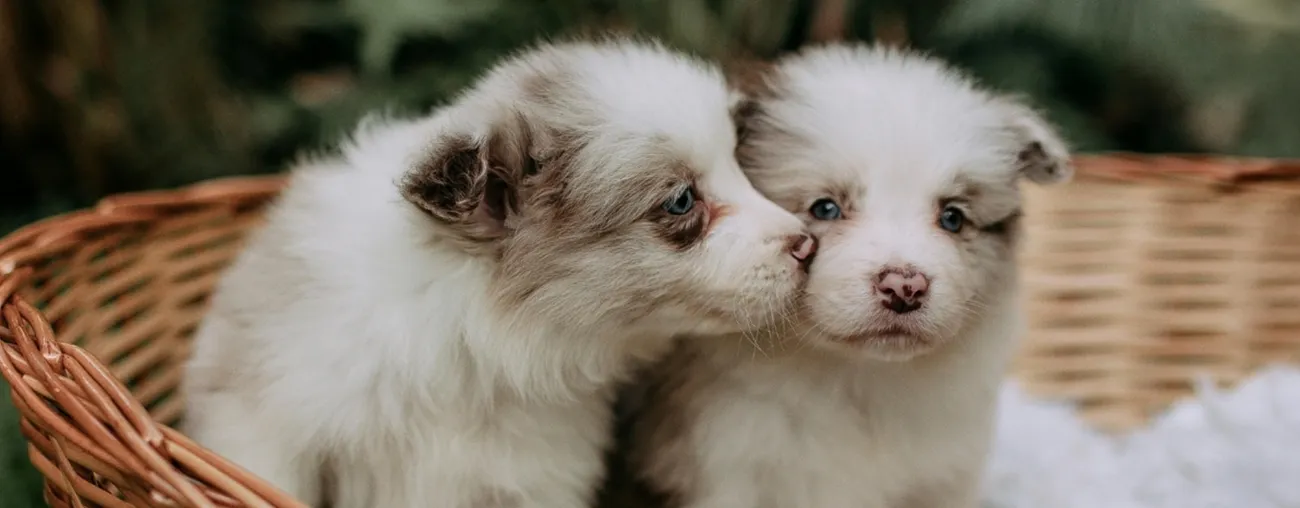 A Breeder's Guide to a Puppy's Nutritional Needs.