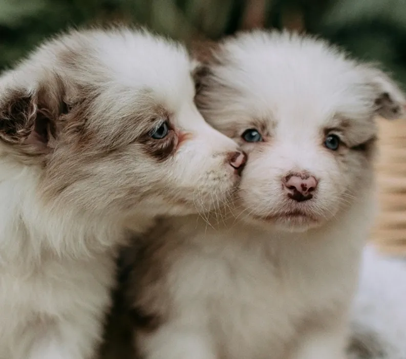  A Breeder's Guide to a Puppy's Nutritional Needs.