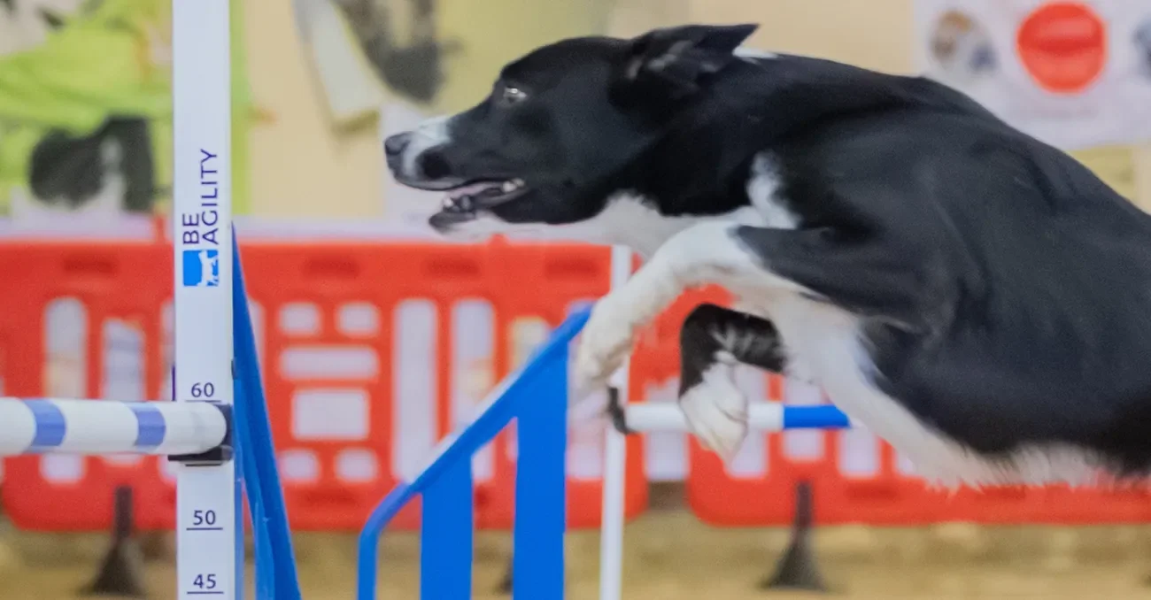 Brewsky, a Border Collie, clearing an agility jump during IFCS World Agility Championship competition.