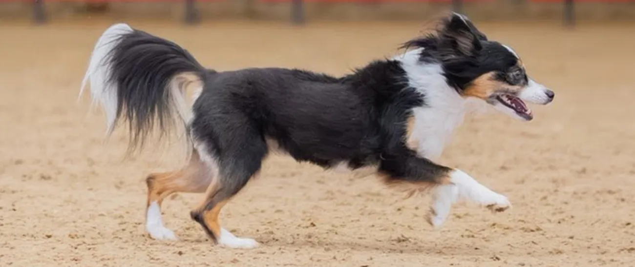 Butter, a Border Collie/Papillon, competing in agility at the 2026 IFCS World Agility Championship.