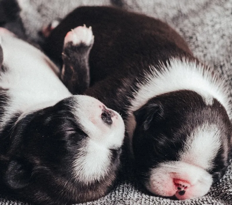 newborn puppies sleeping