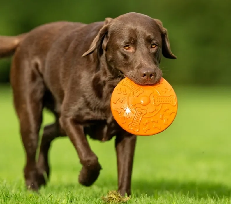 Chocolate Labrador retriever walking on grass while carrying an orange frisbee in its mouth.