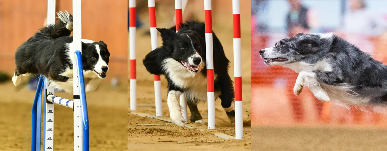 Border Collie performing agility course obstacles, including a jump and weave poles, during an indoor dog agility event.