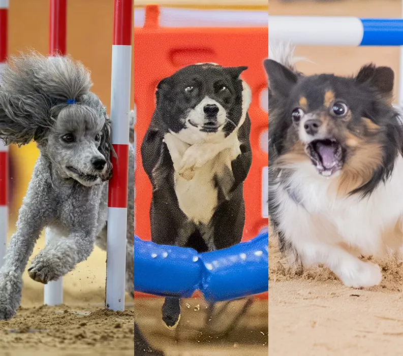 Three dogs navigating agility obstacles, including weave poles and a tunnel, during an indoor agility competition.
